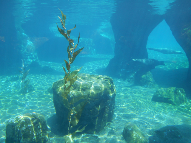 Grand finale of Sea Lion Cove