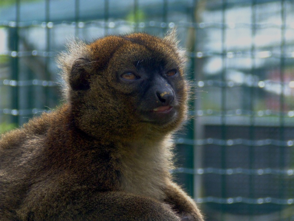 Grand hapalémur (hapalémur simus)