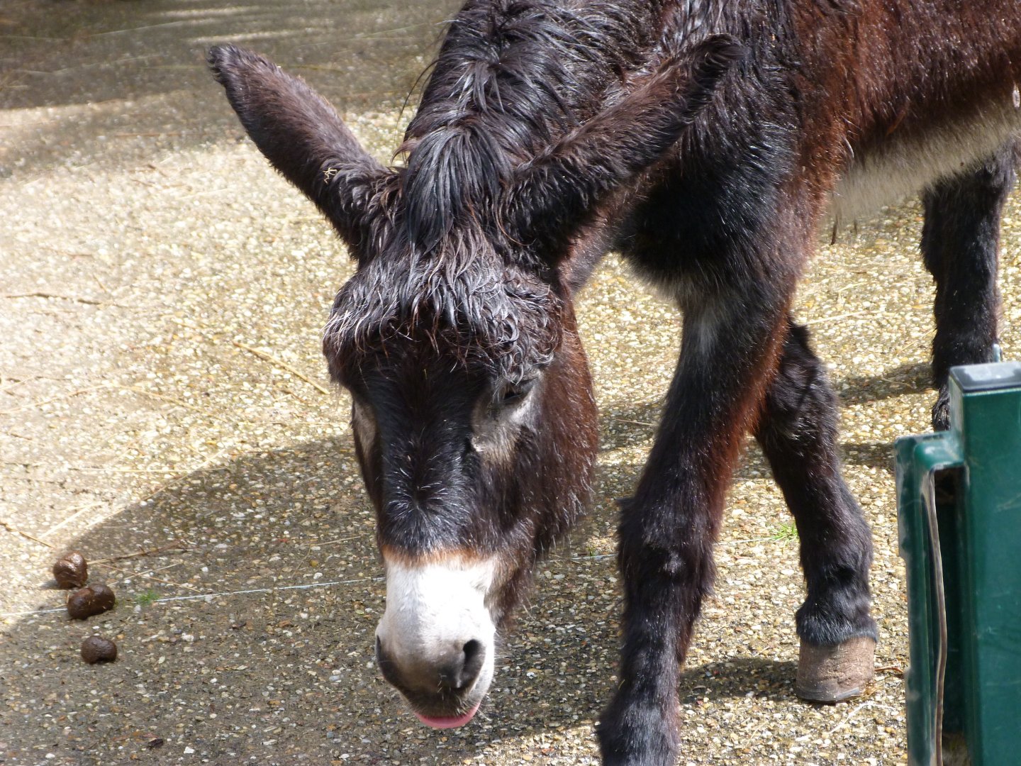 Grand Noir du Berry donkey -ZooParc de Beauval (2025)