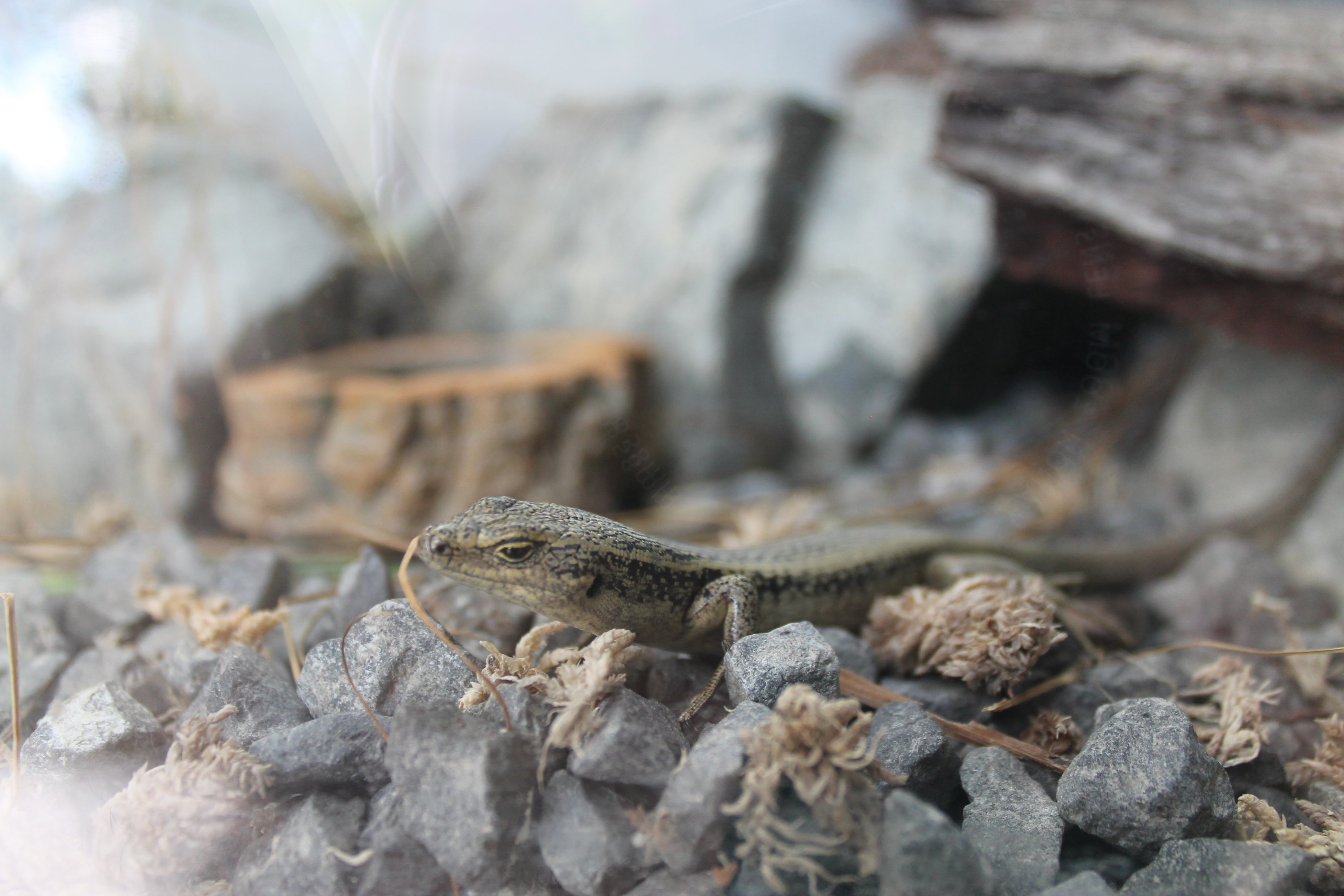 Grand Skink (Oligosoma grande) [2018]