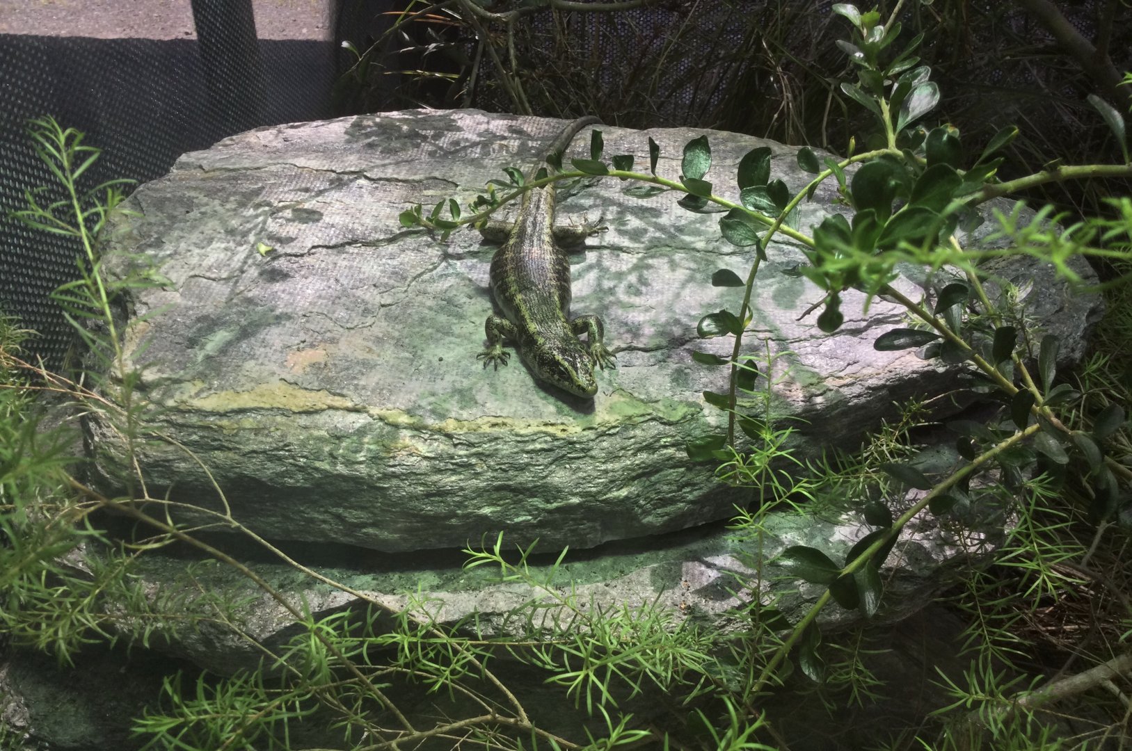 Grand Skink (Oligosoma grande) - New Zealand Native Precinct