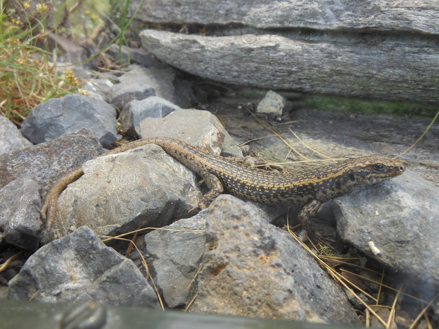 Grand skink (Oligosoma grande)