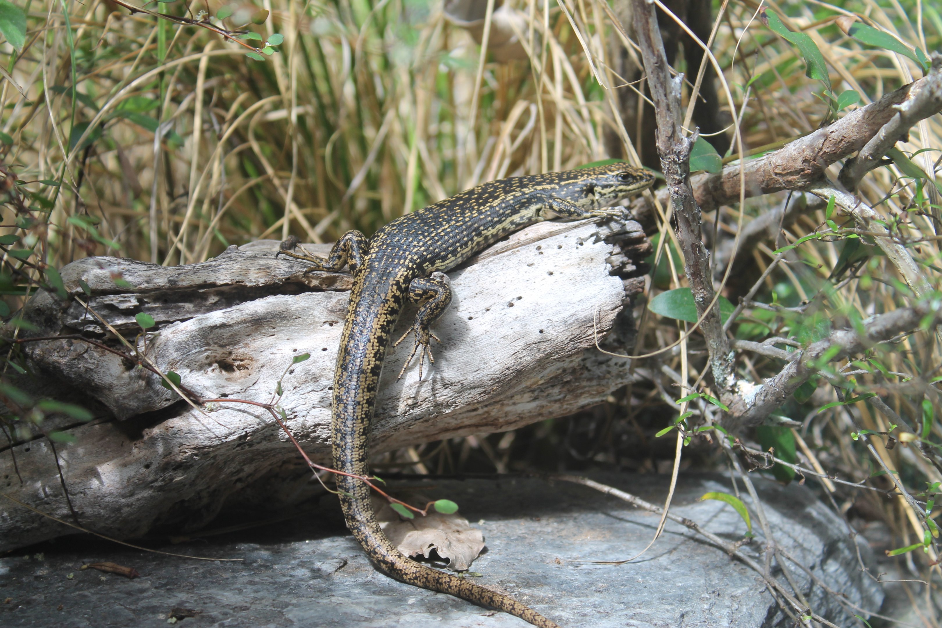 Grand Skink (Oligosoma grande)
