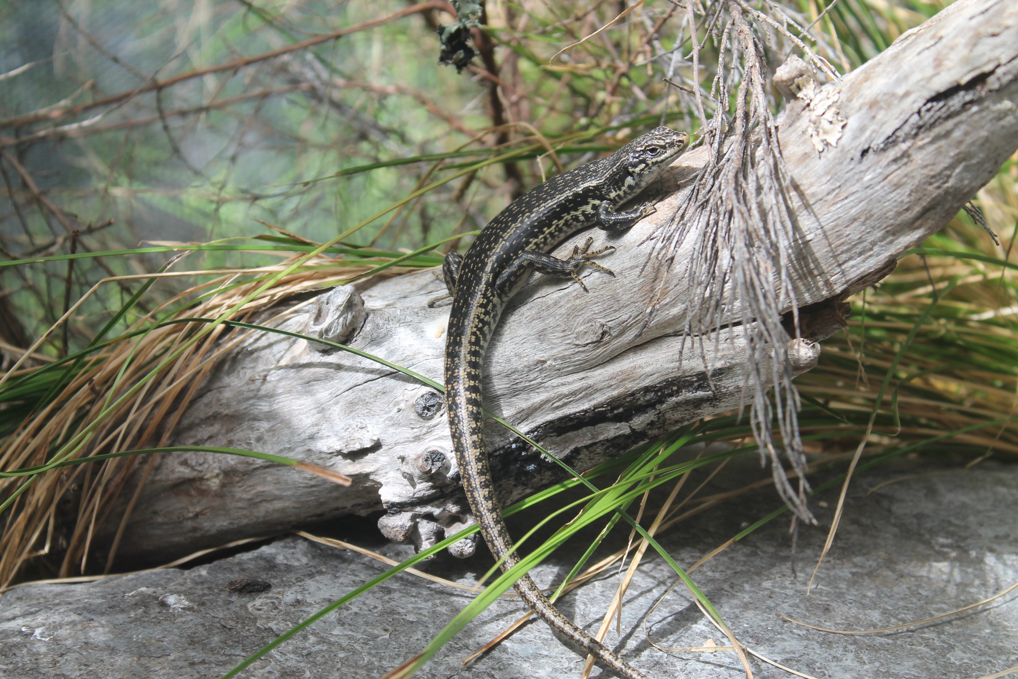 Grand Skink (Oligosoma grande)