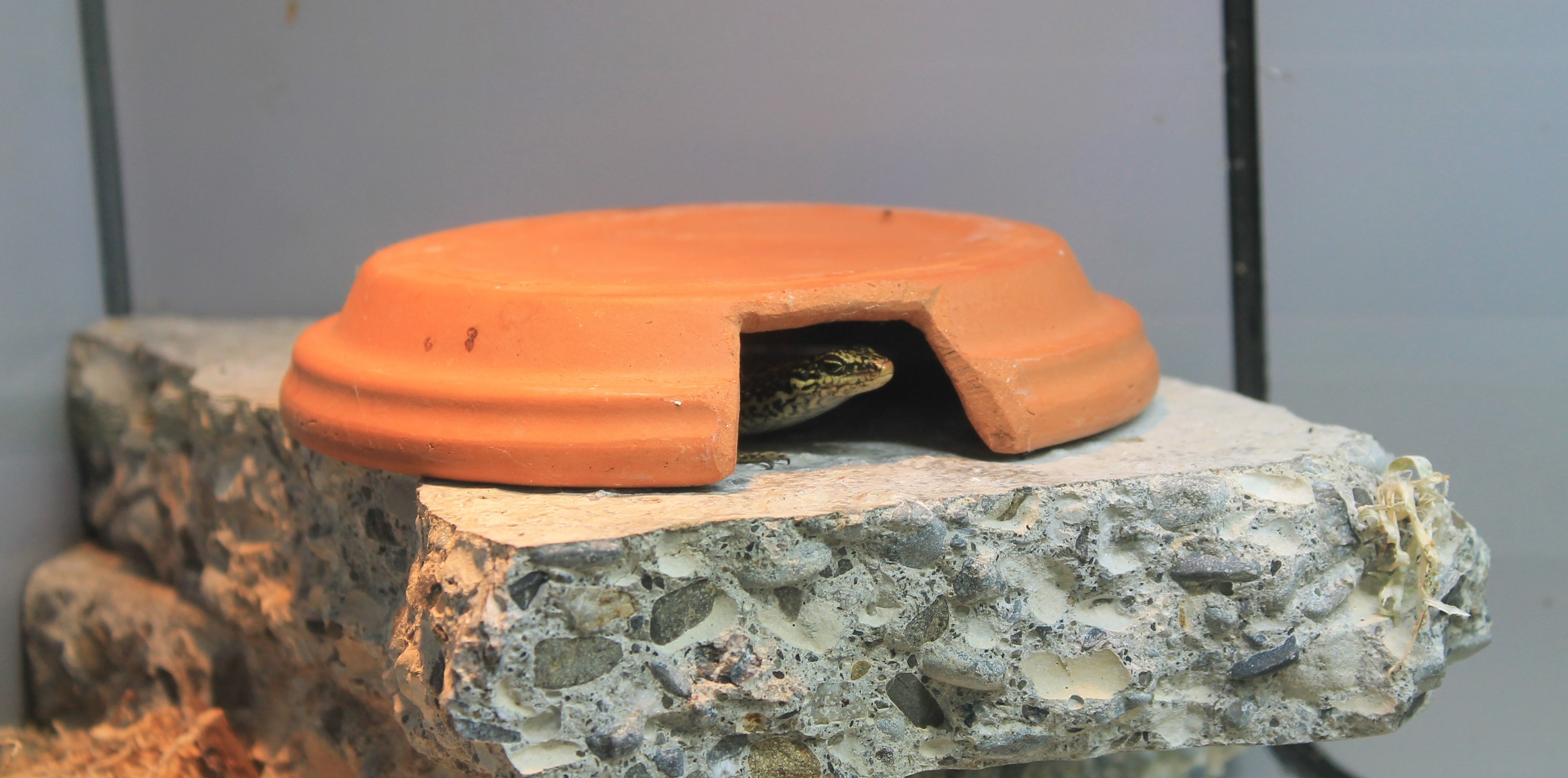 Grand Skink (Oligosoma grande)