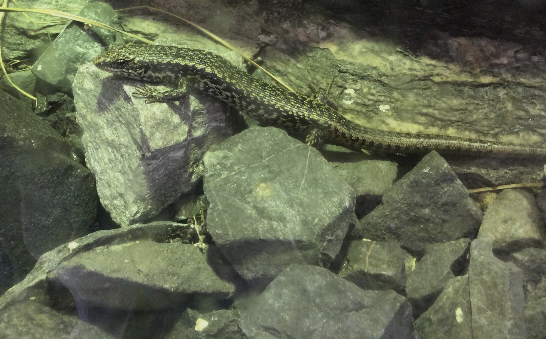 Grand skink (Oligosoma grande)