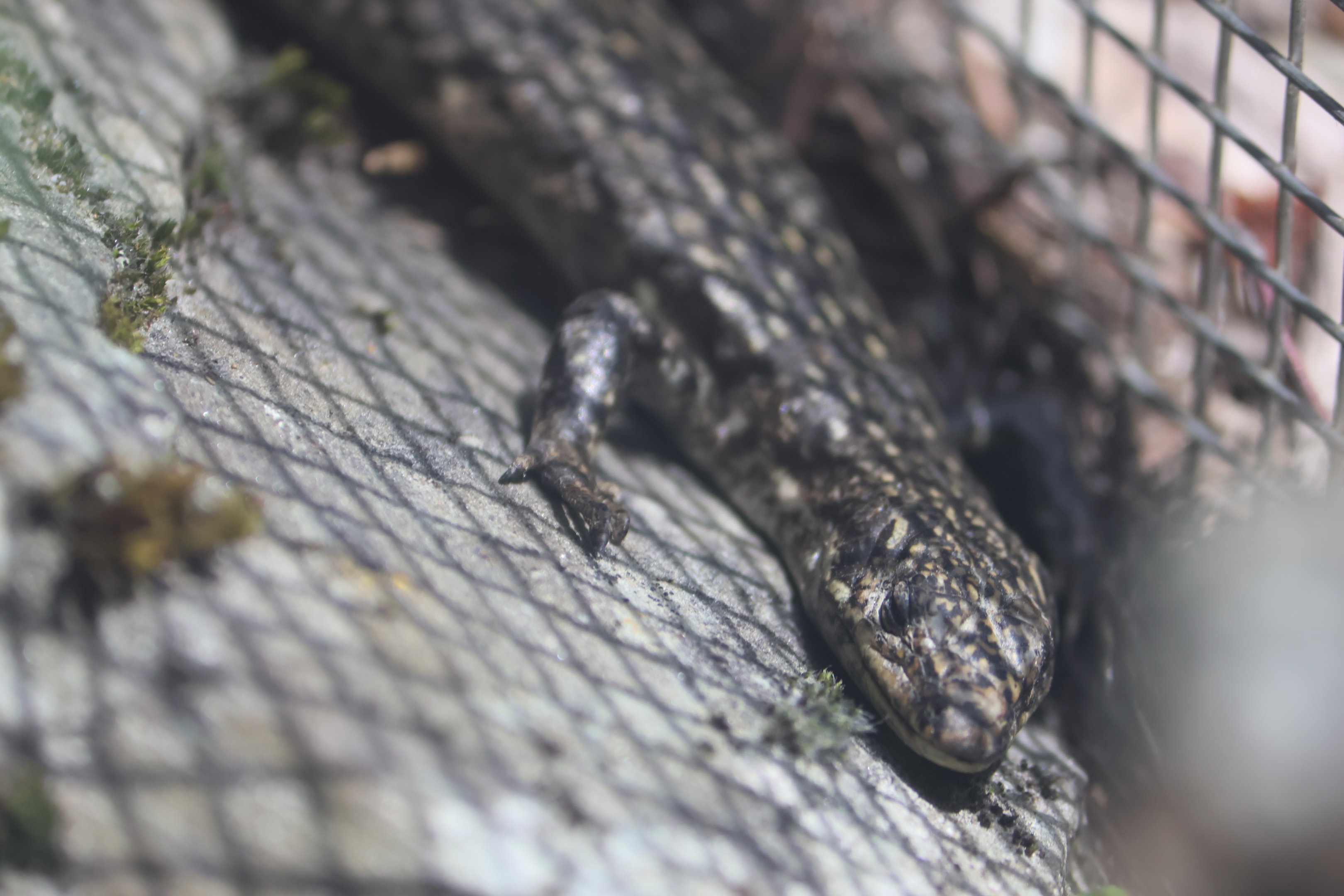 Grand Skink (Oligosoma grande)