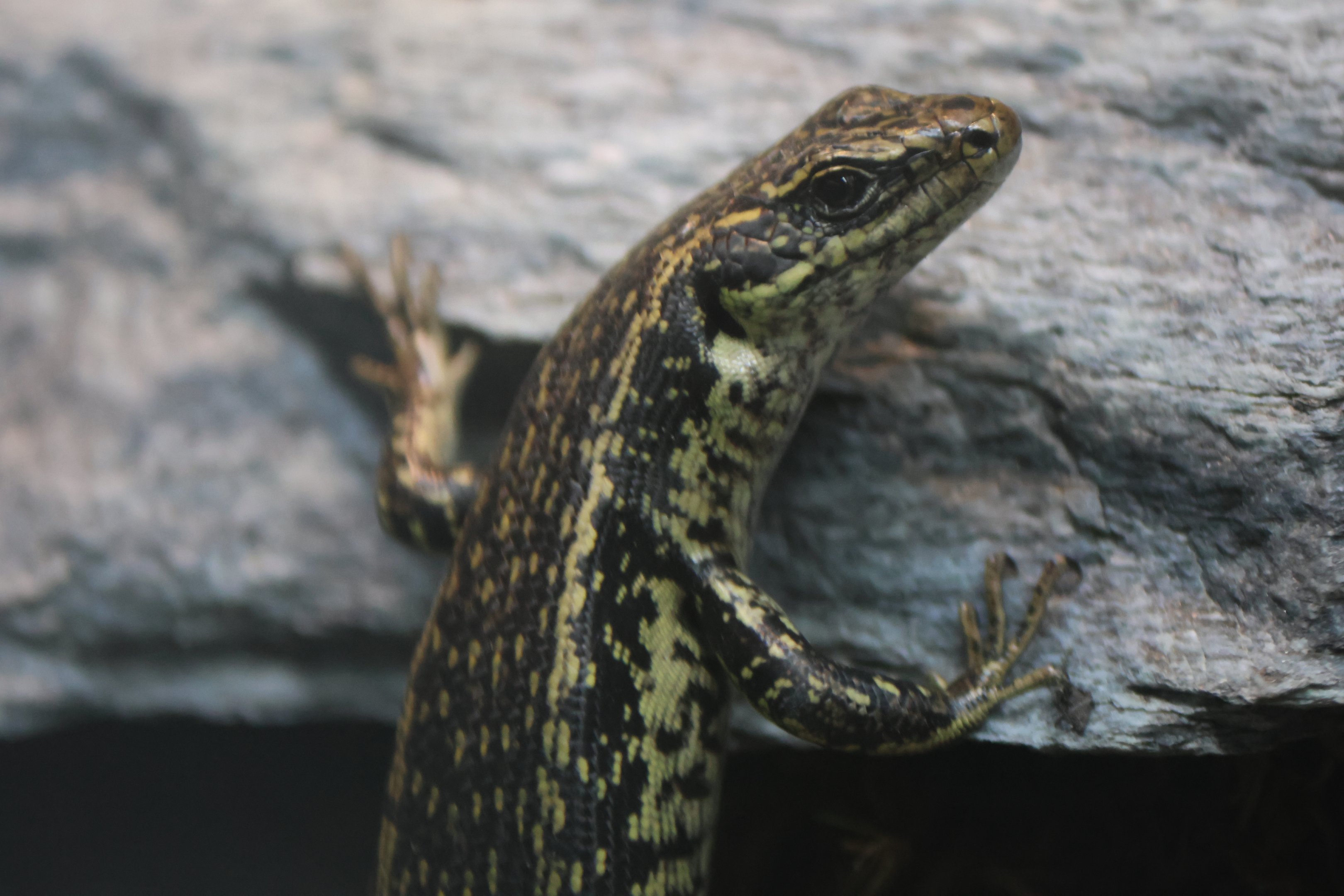 Grand Skink (Oligosoma grande)