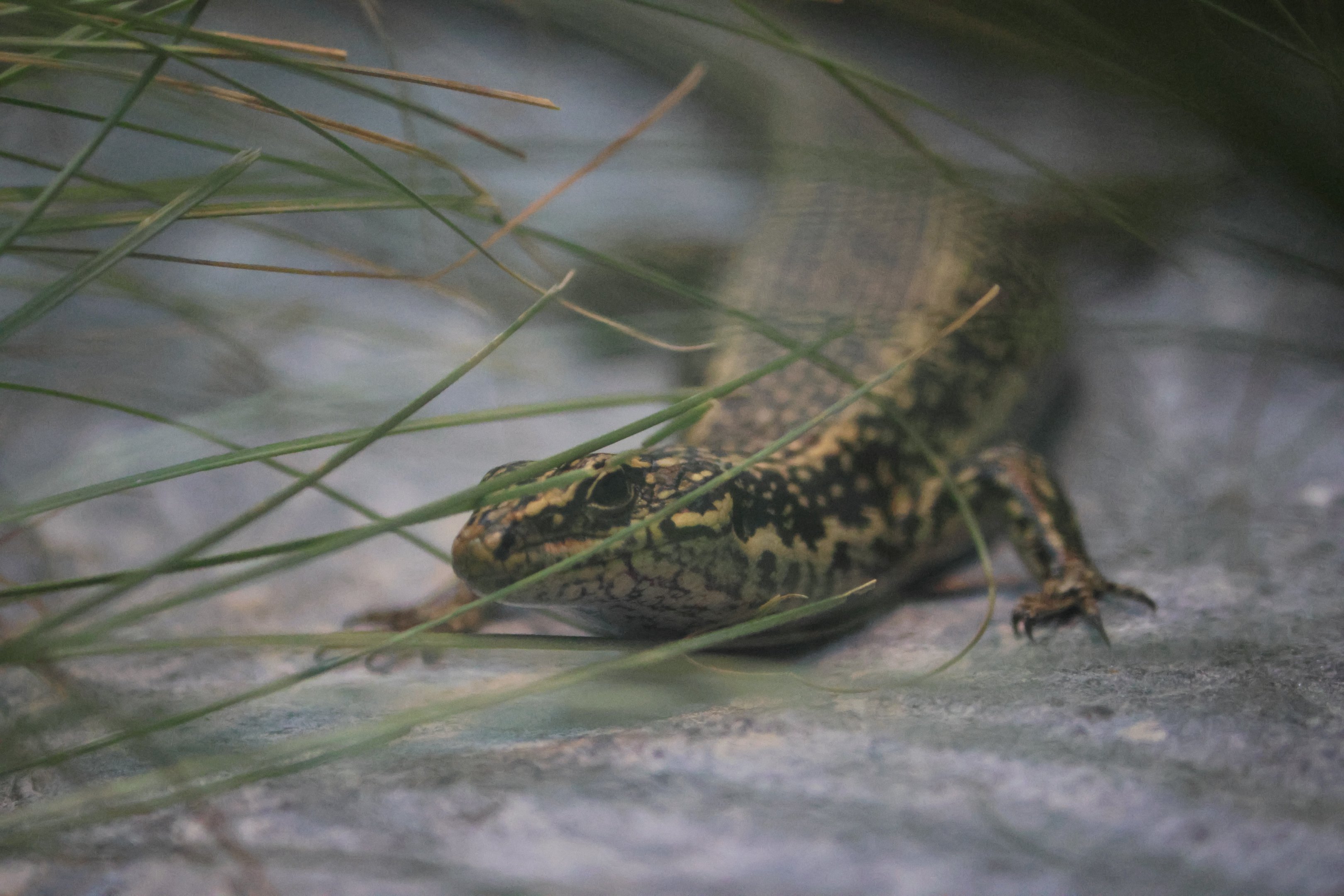 Grand Skink (Oligosoma grande)