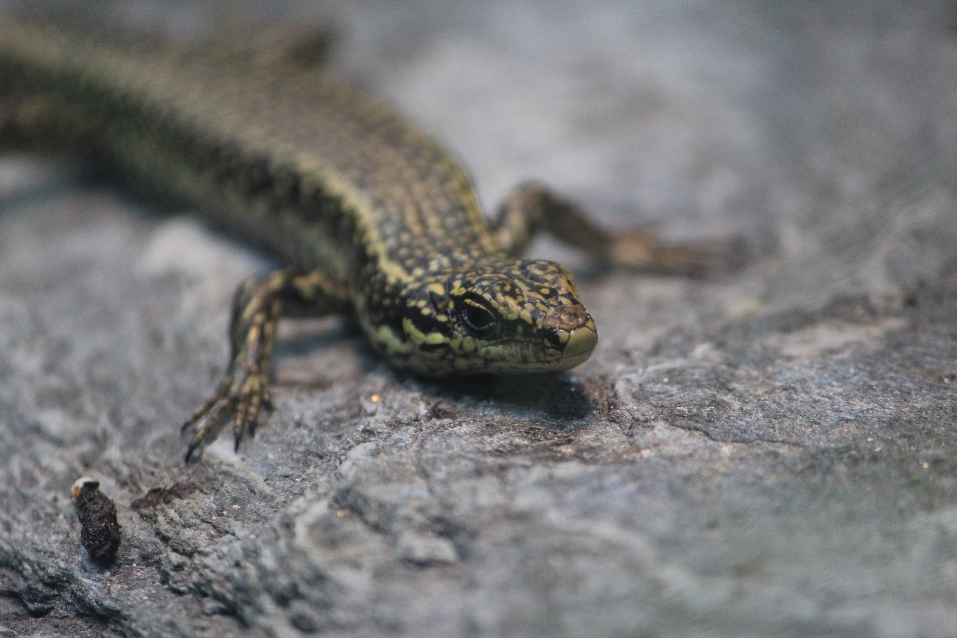 Grand Skink