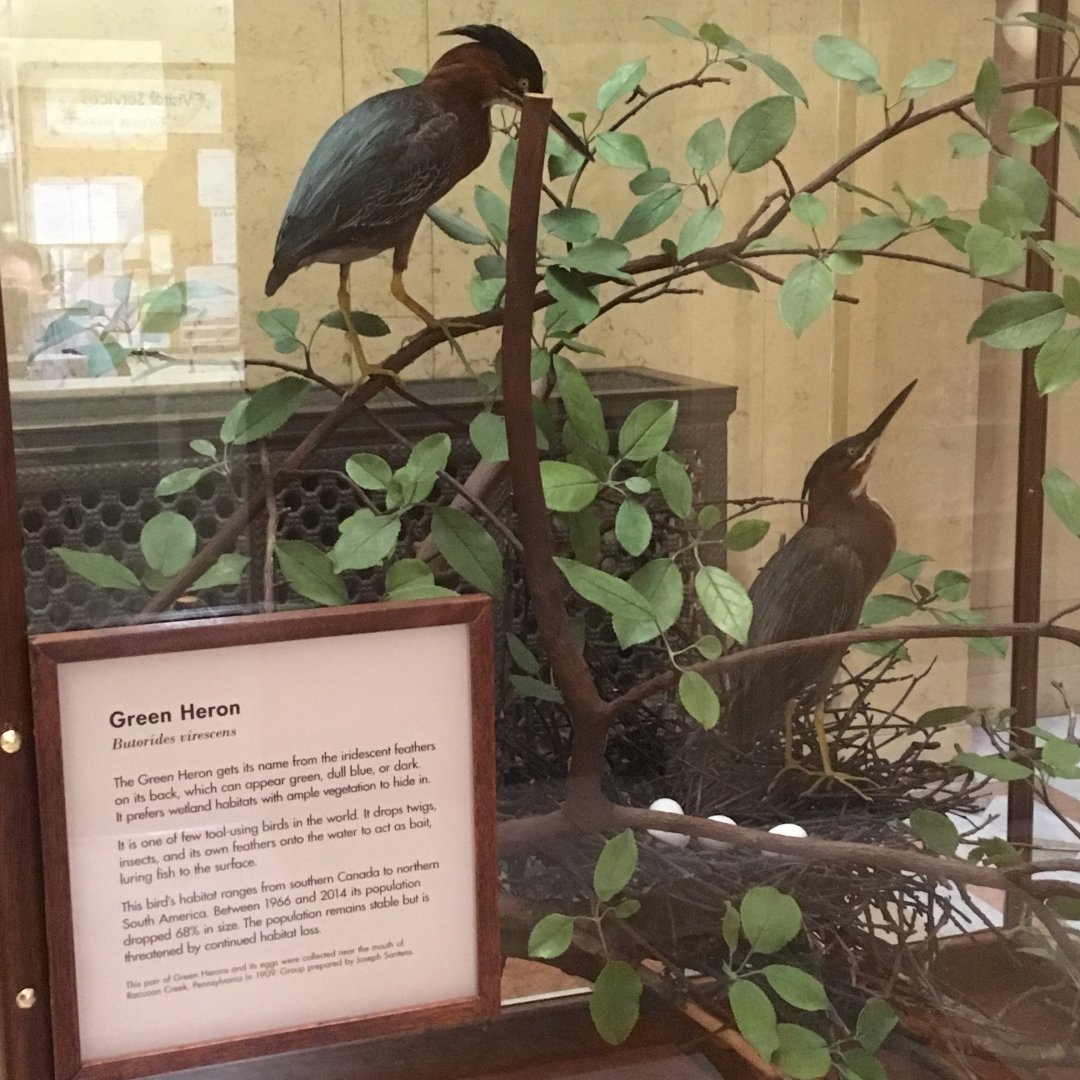 Grand Staircase Green Herons Closeup