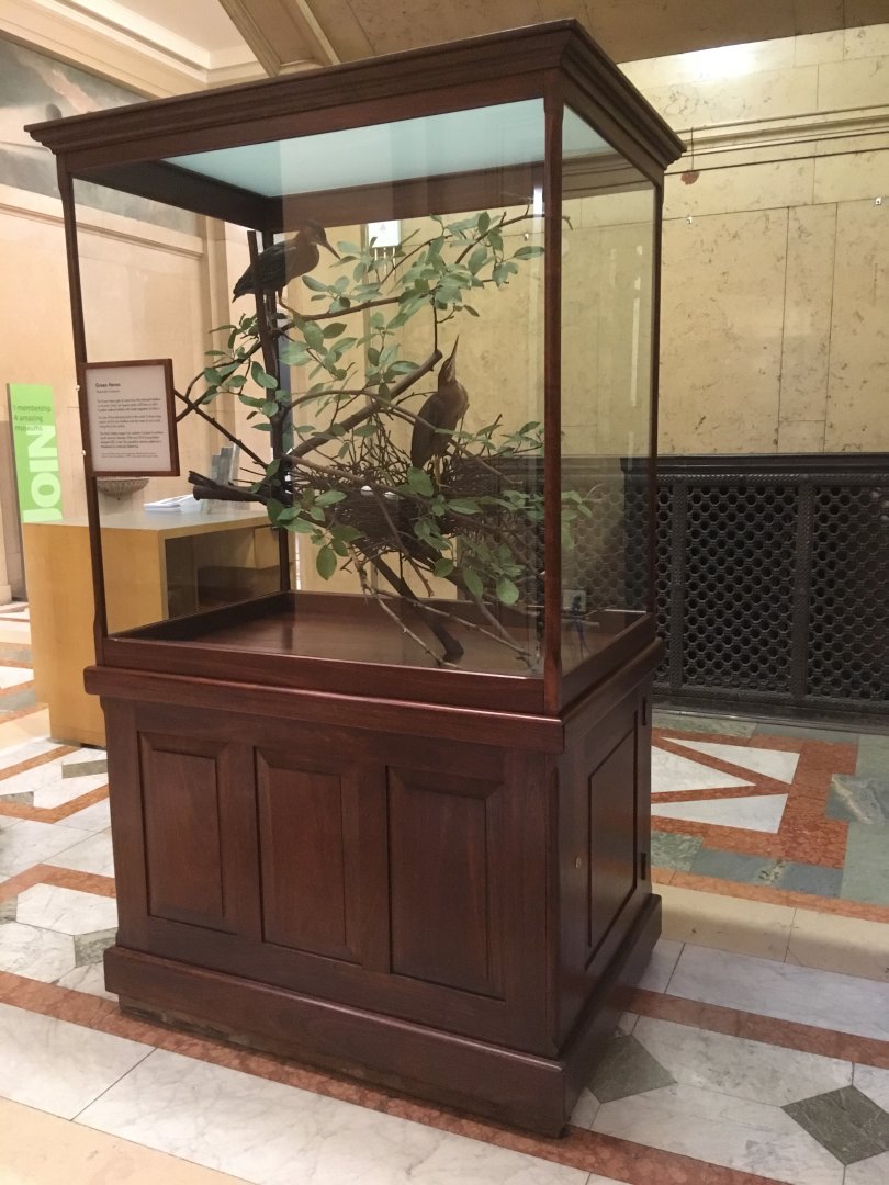 Grand Staircase Green Herons