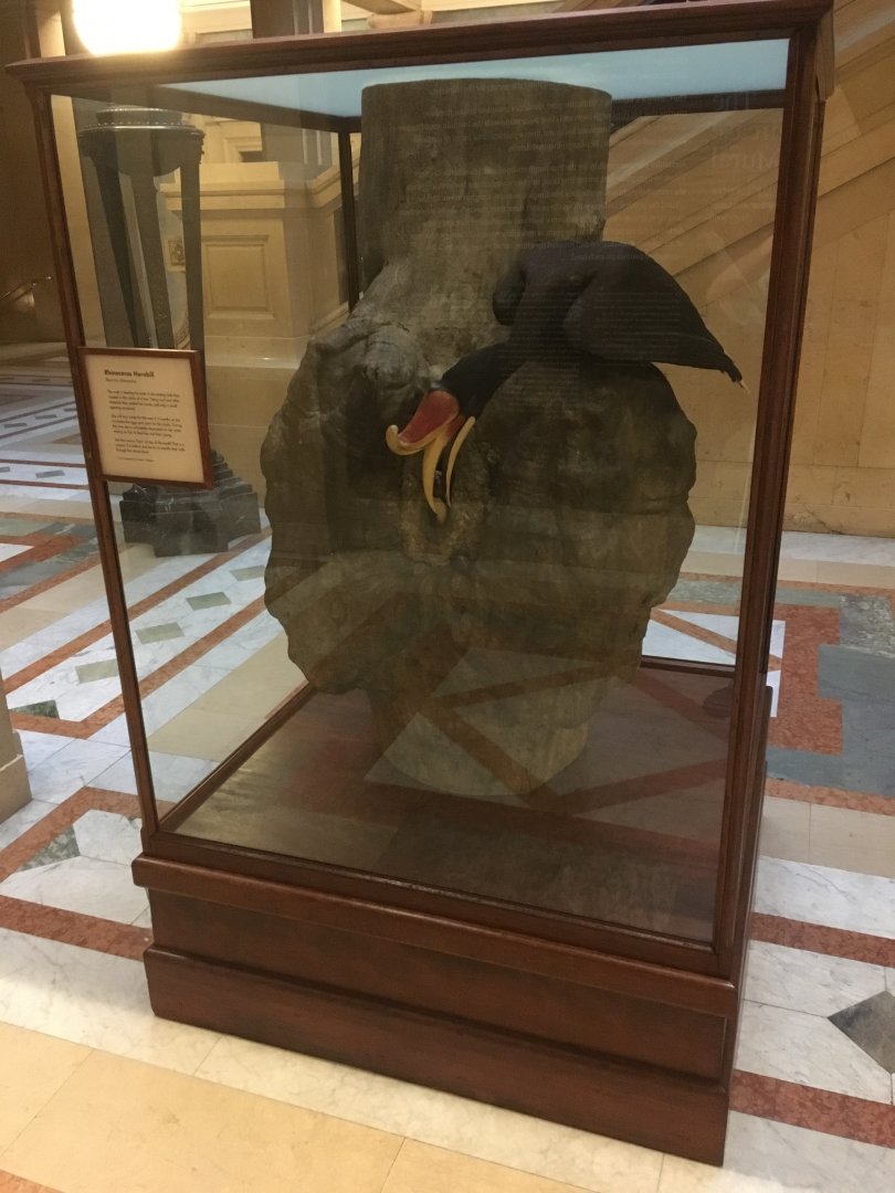 Grand Staircase Rhinoceros Hornbills