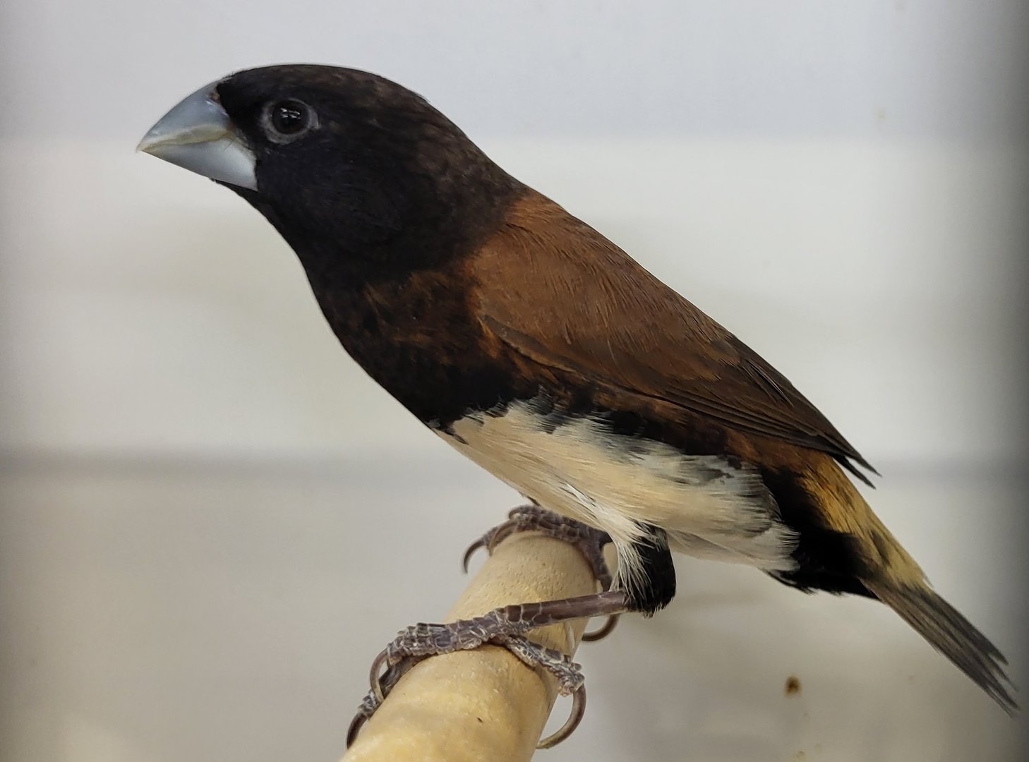 Grand Valley or Black-breasted mannikin