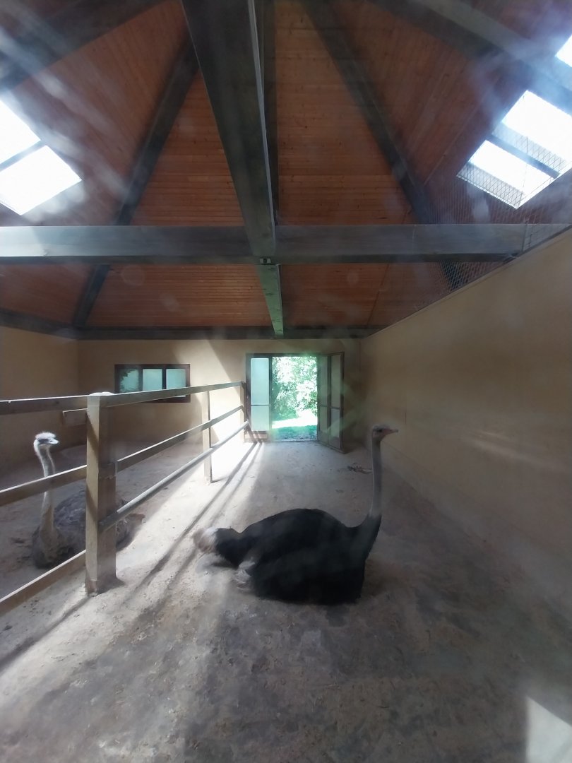 Grande Volière - Ostrich pen