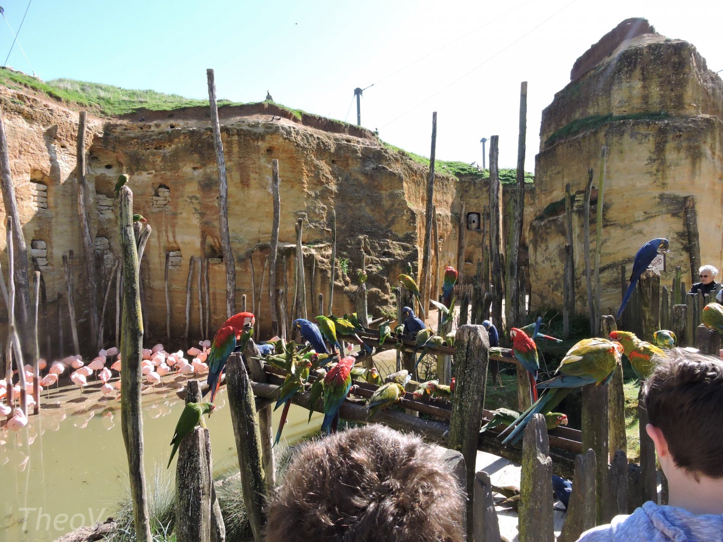 Grande volière sud-américaine [2015]