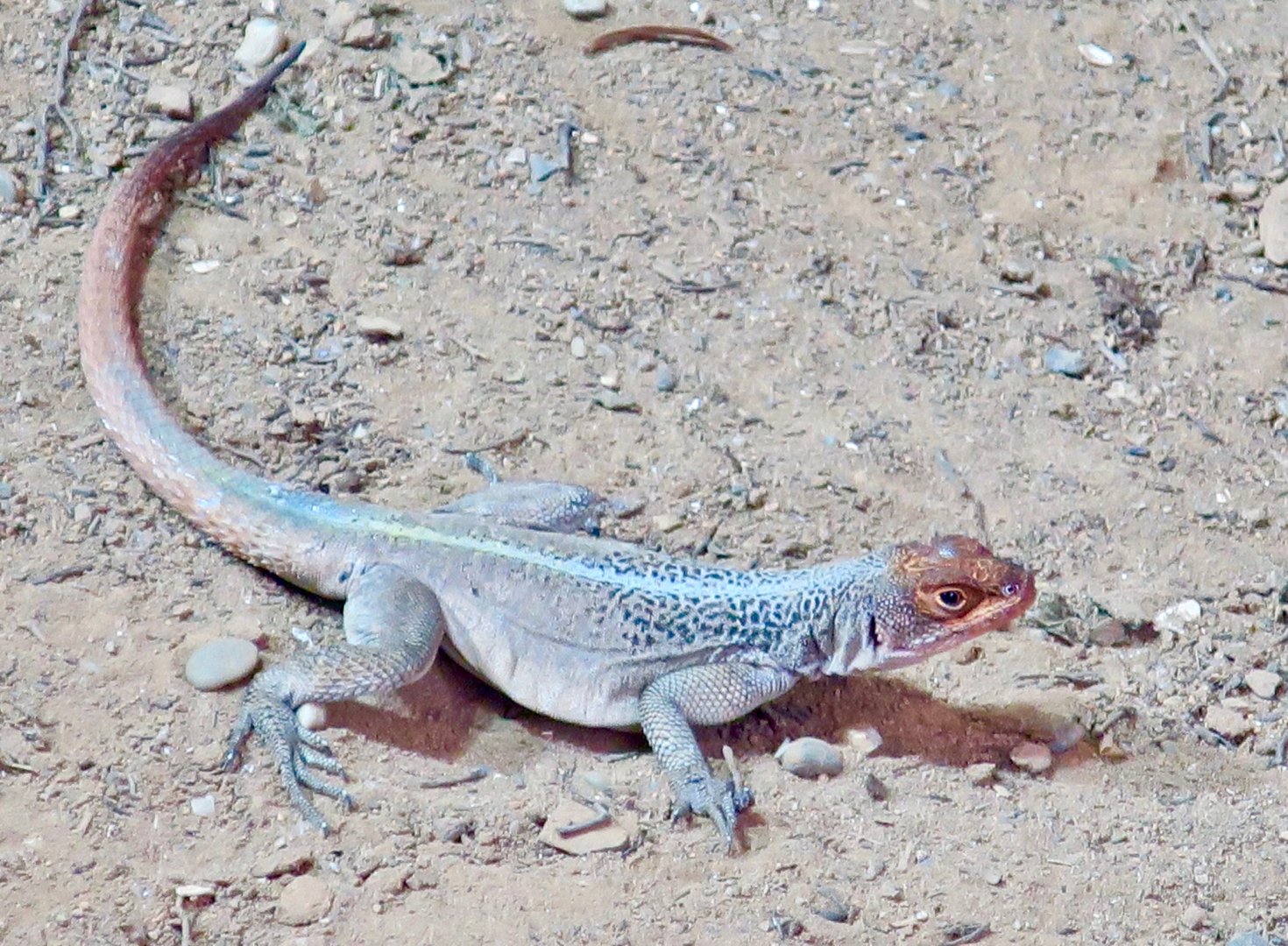 Grandidier's Madagascar Swift (Oplurus grandidieri)
