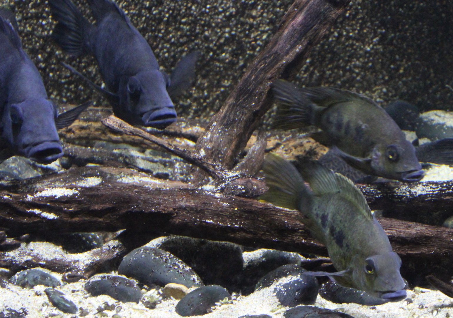Grandidier's malagasy cichlids - Ptychochromis grandidieri