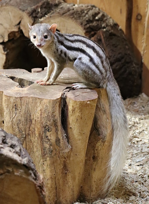 Grandidier's mongoose (Galidictis grandidieri)