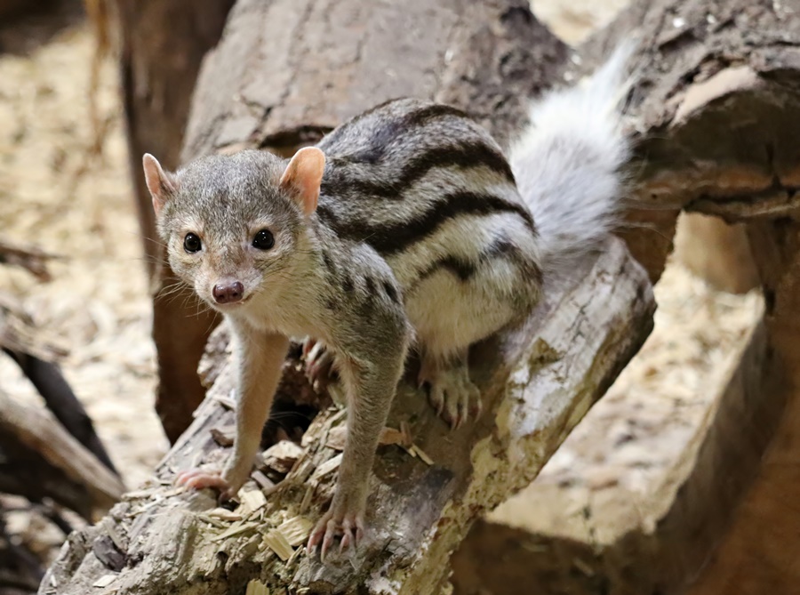 Grandidier's mongoose (Galidictis grandidieri)