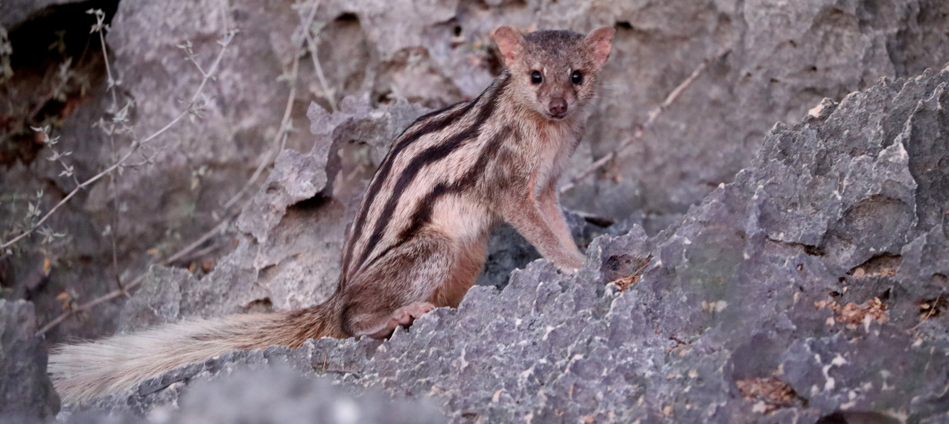 Grandidier's mongoose (Galidictis grandidieri)