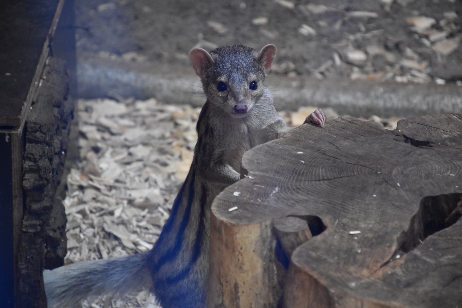 Grandidier's mongoose
