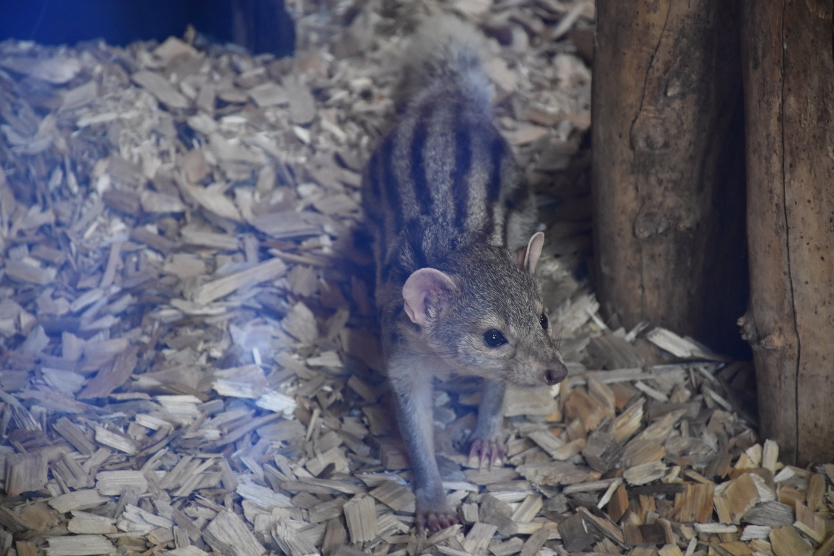 Grandidier's mongoose