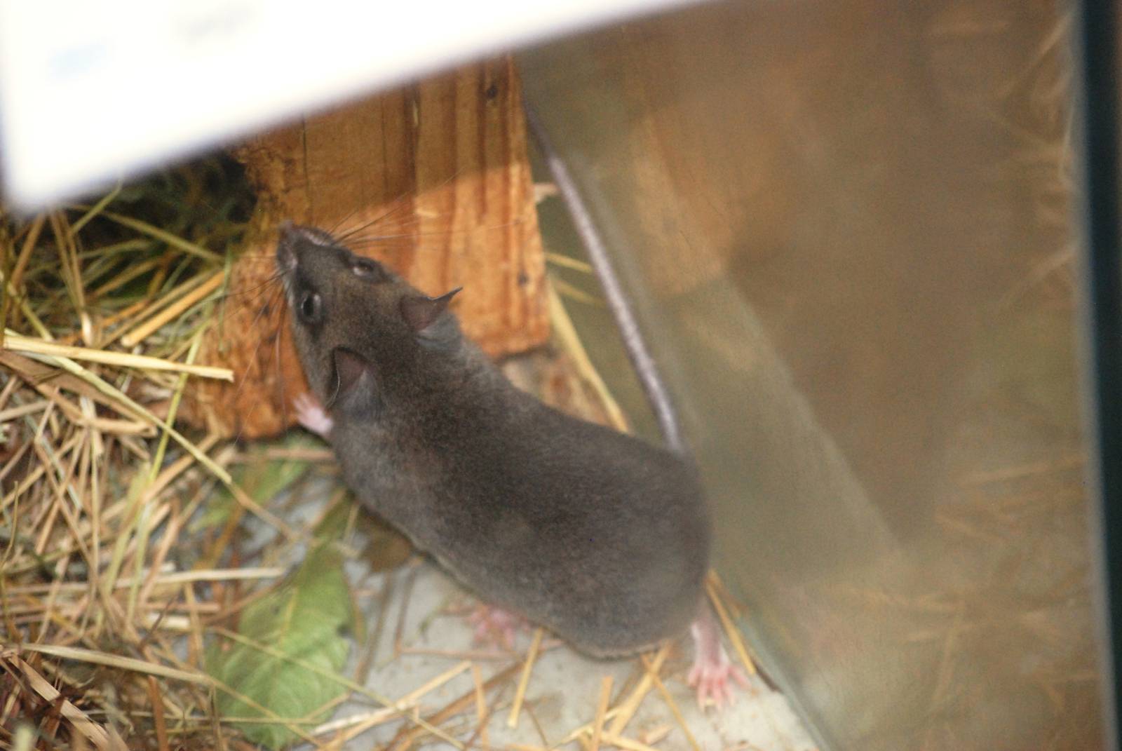 Grandidier's Tufted-tailed Rat at Pilsen, 01/09/12