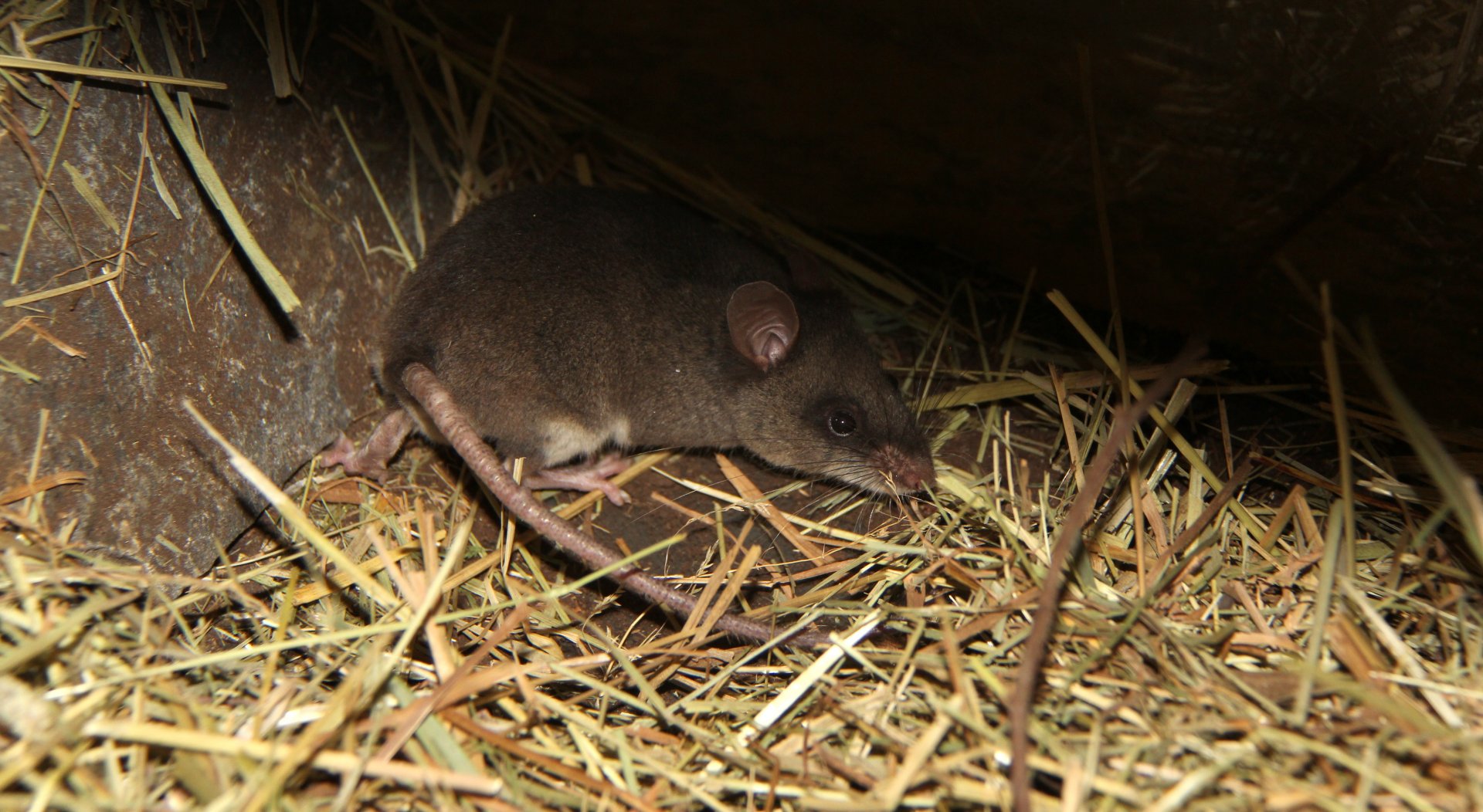 Grandidier's Tufted-tailed rat (Eliurus grandidieri)