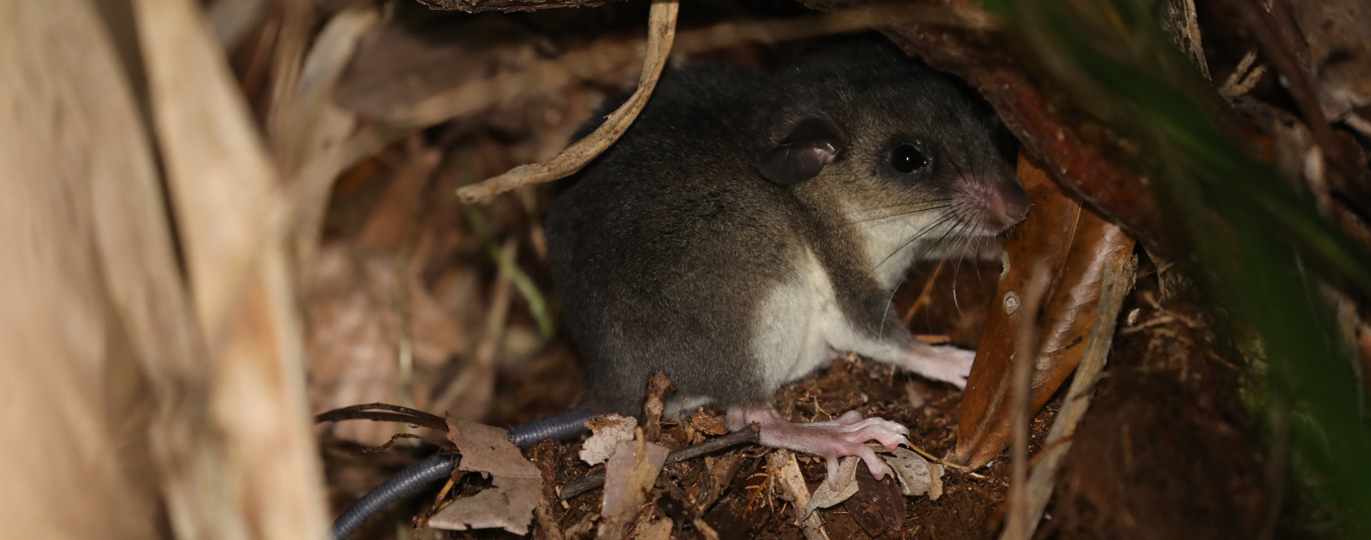 Grandidier's tufted-tailed rat (Eliurus grandidieri)