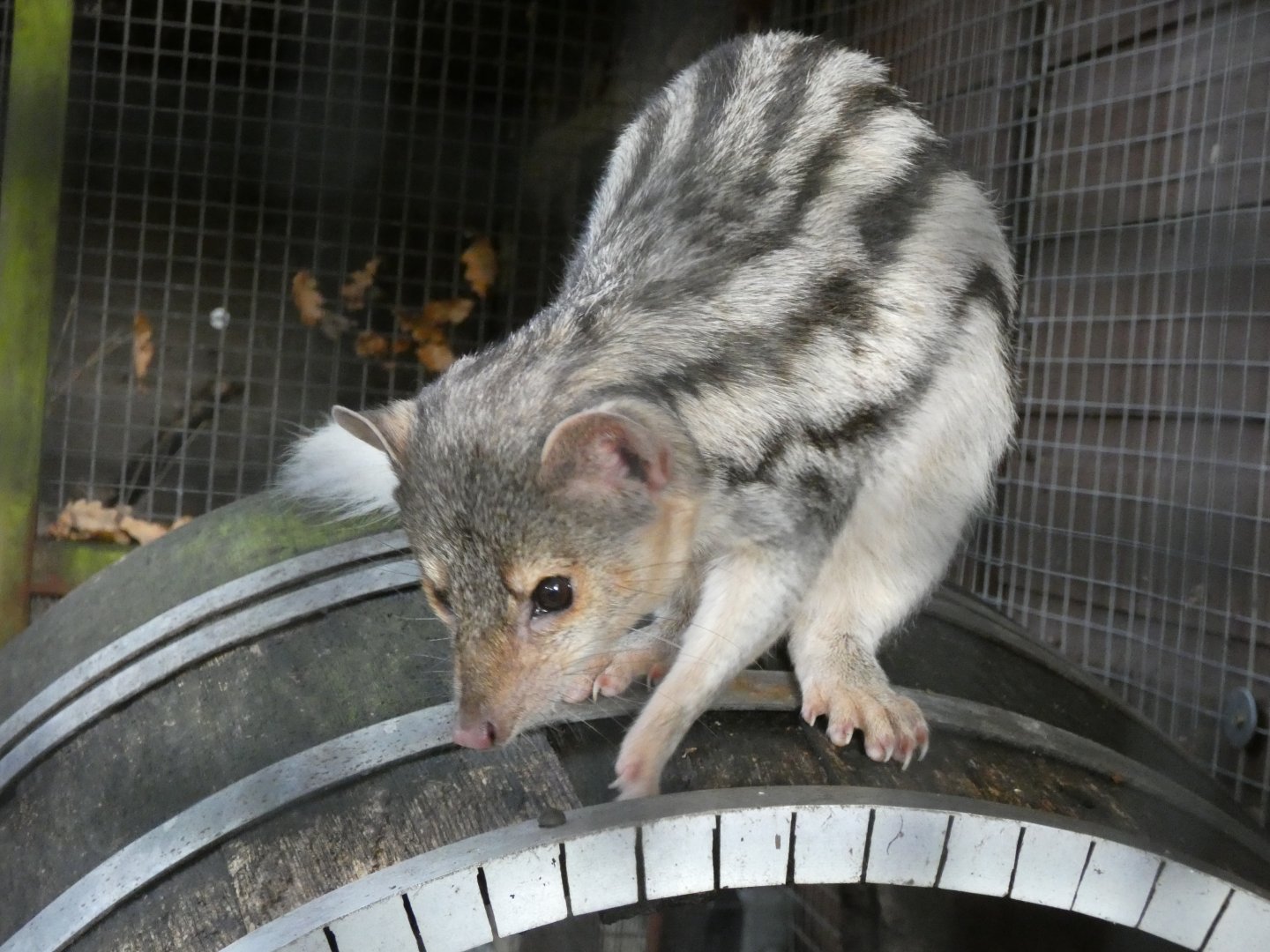 Grandidier’s vontsira - Bede’s college