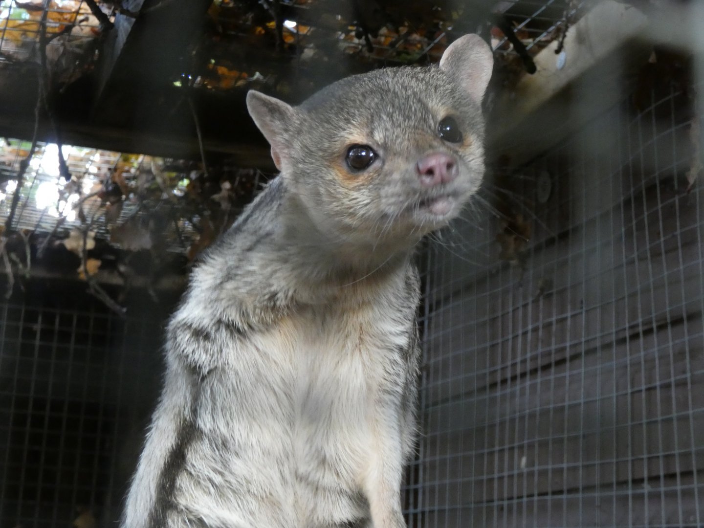 Grandidier’s vontsira - Bede’s college