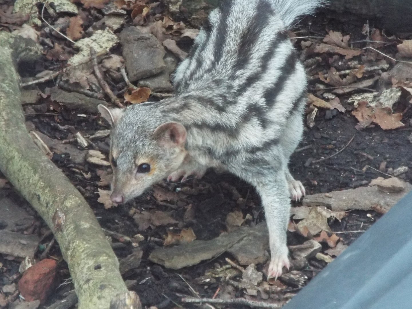 Grandidiers Vontsira, Bedes Zoo