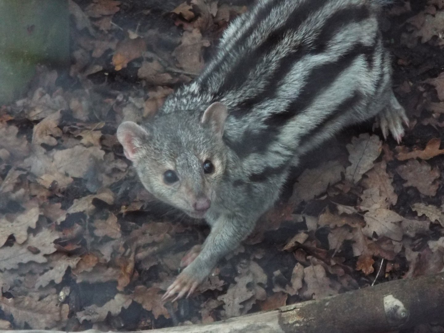 Grandidiers Vontsira, Bedes Zoo