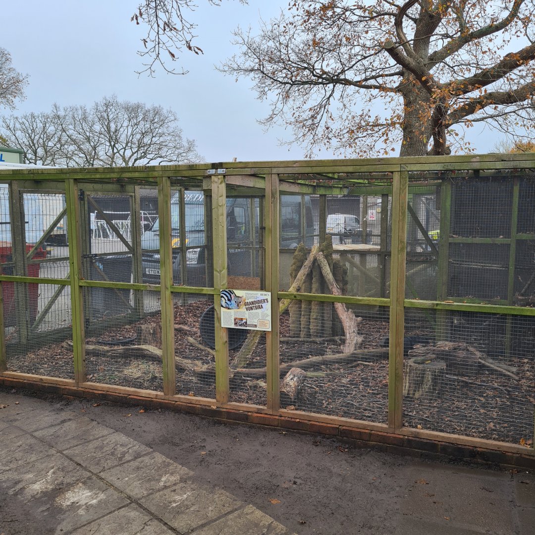 Grandidiers Vontsira Enclosure Bede's Zoo