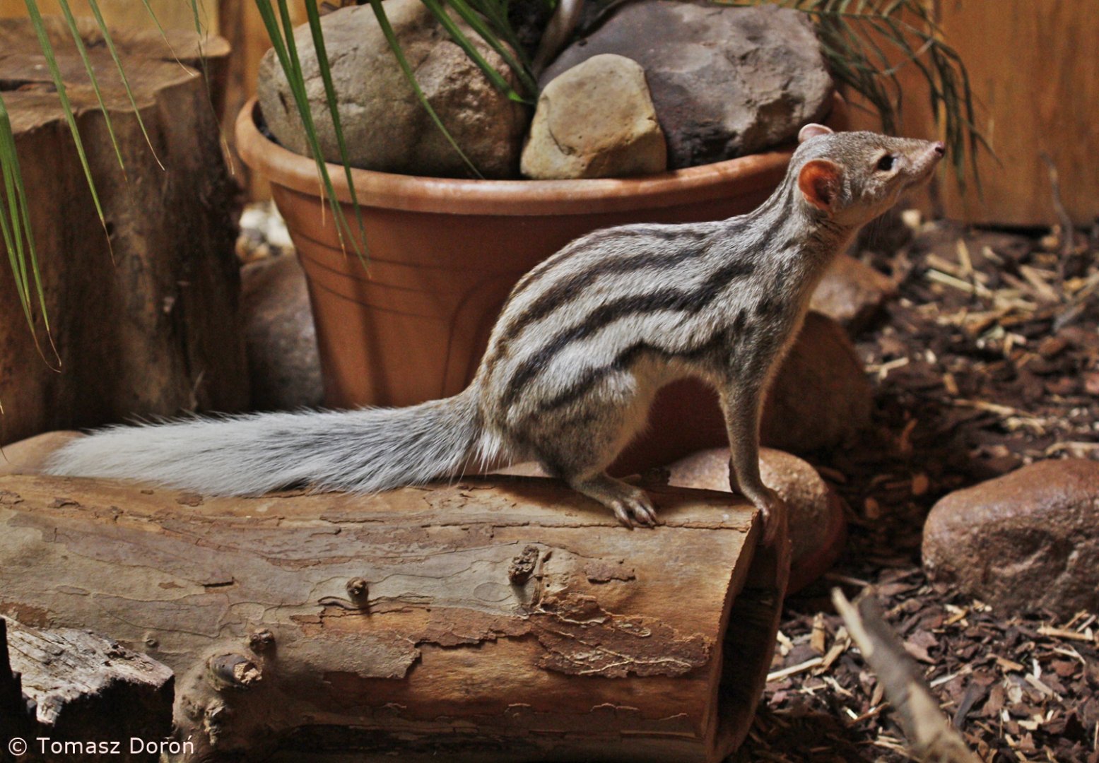 Grandidier's Vontsira (Galidictis grandidieri), October 2020