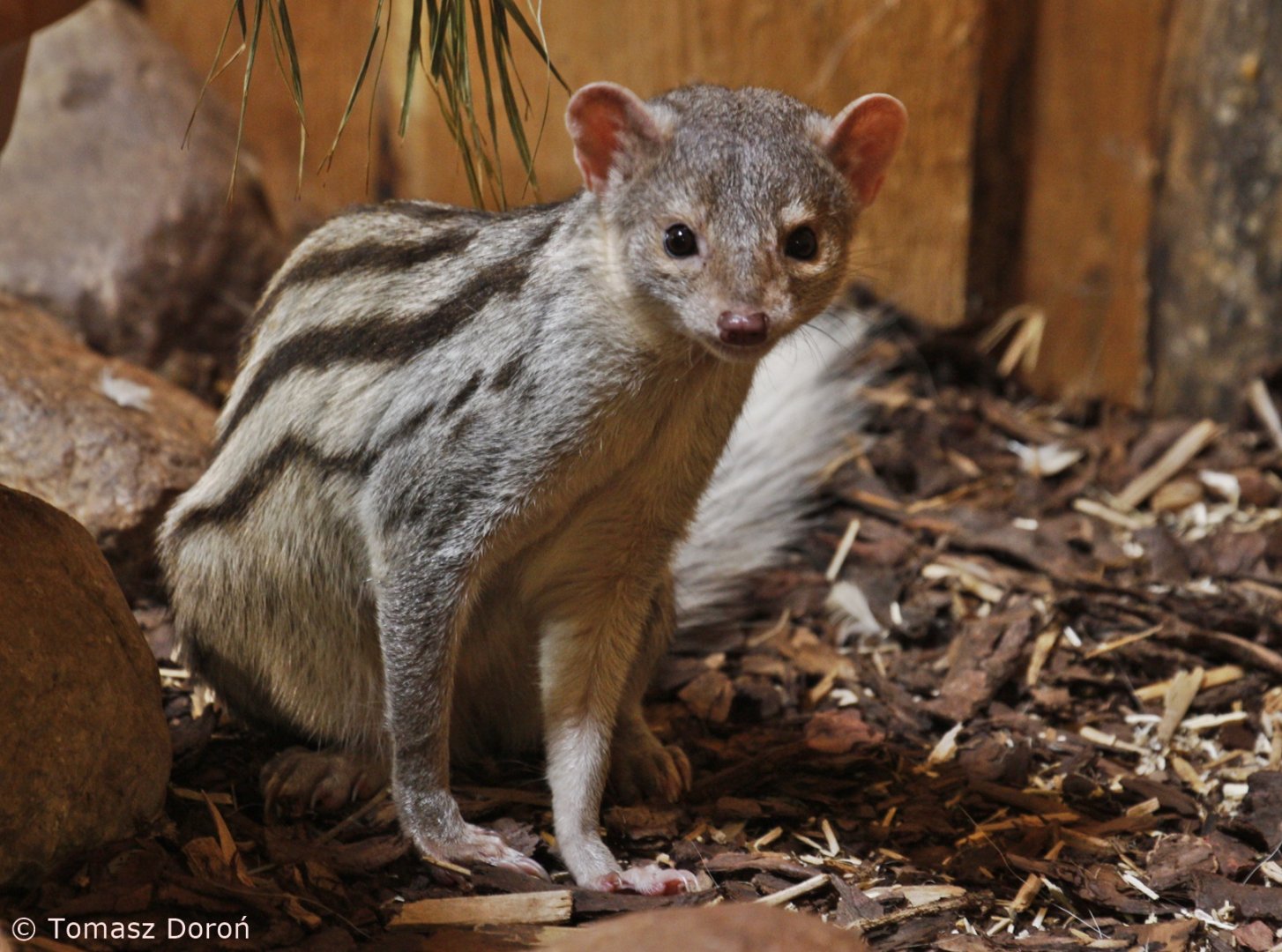 Grandidier's Vontsira (Galidictis grandidieri), October 2020