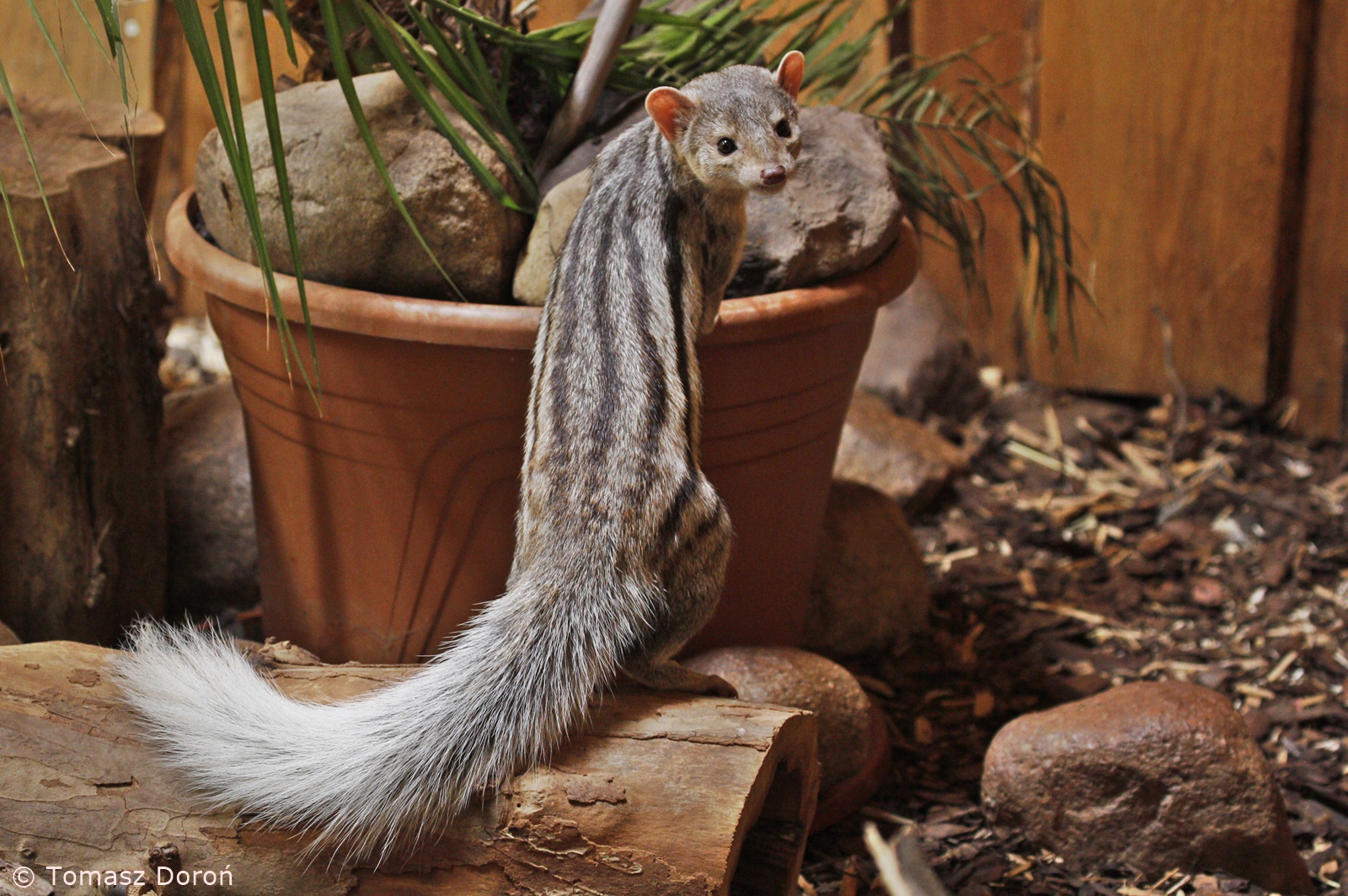 Grandidier's Vontsira (Galidictis grandidieri), October 2020