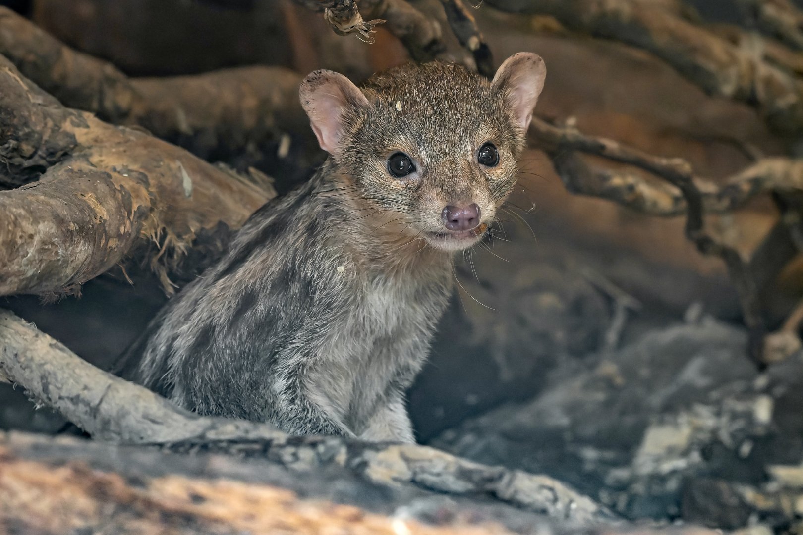 Grandidier’s vontsira (Galidictis grandidieri)