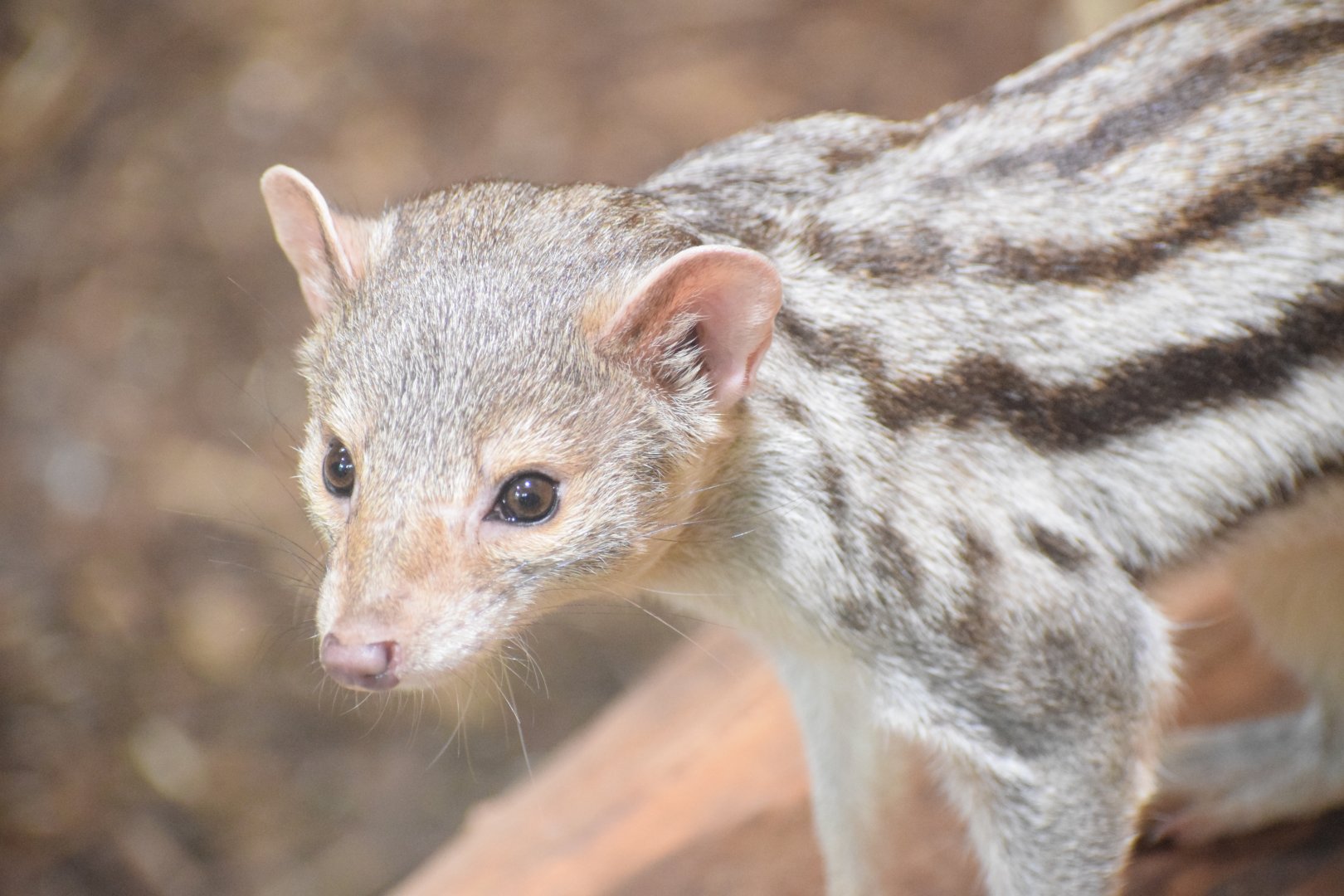 Grandidier's vontsira - September 2021