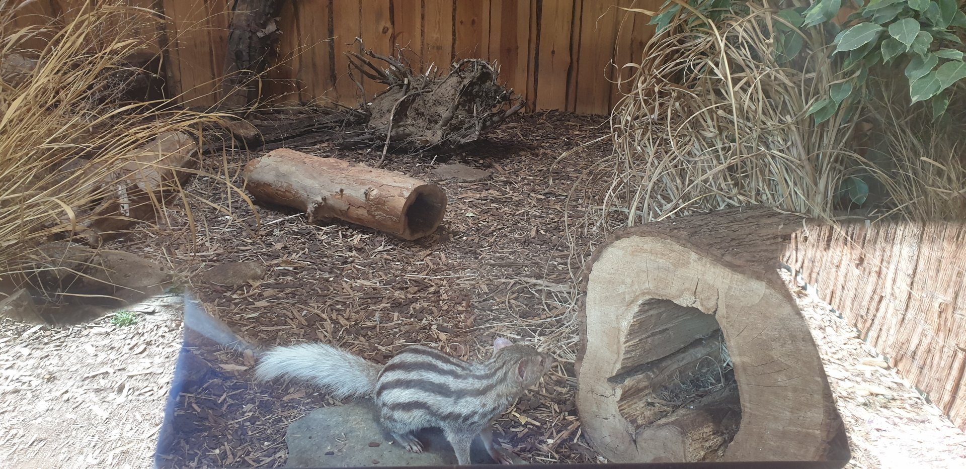 Grandidier's Vontsira