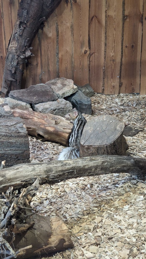 Grandidier's Vontsira