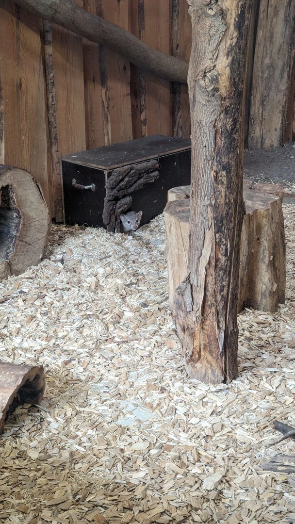 Grandidier's Vontsira