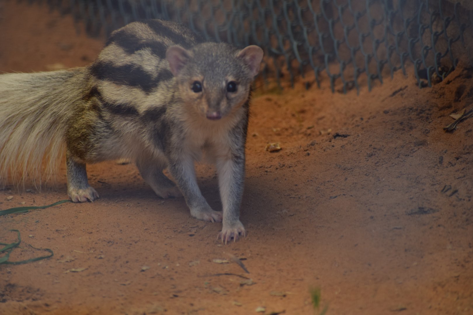 Grandidier's vontsira