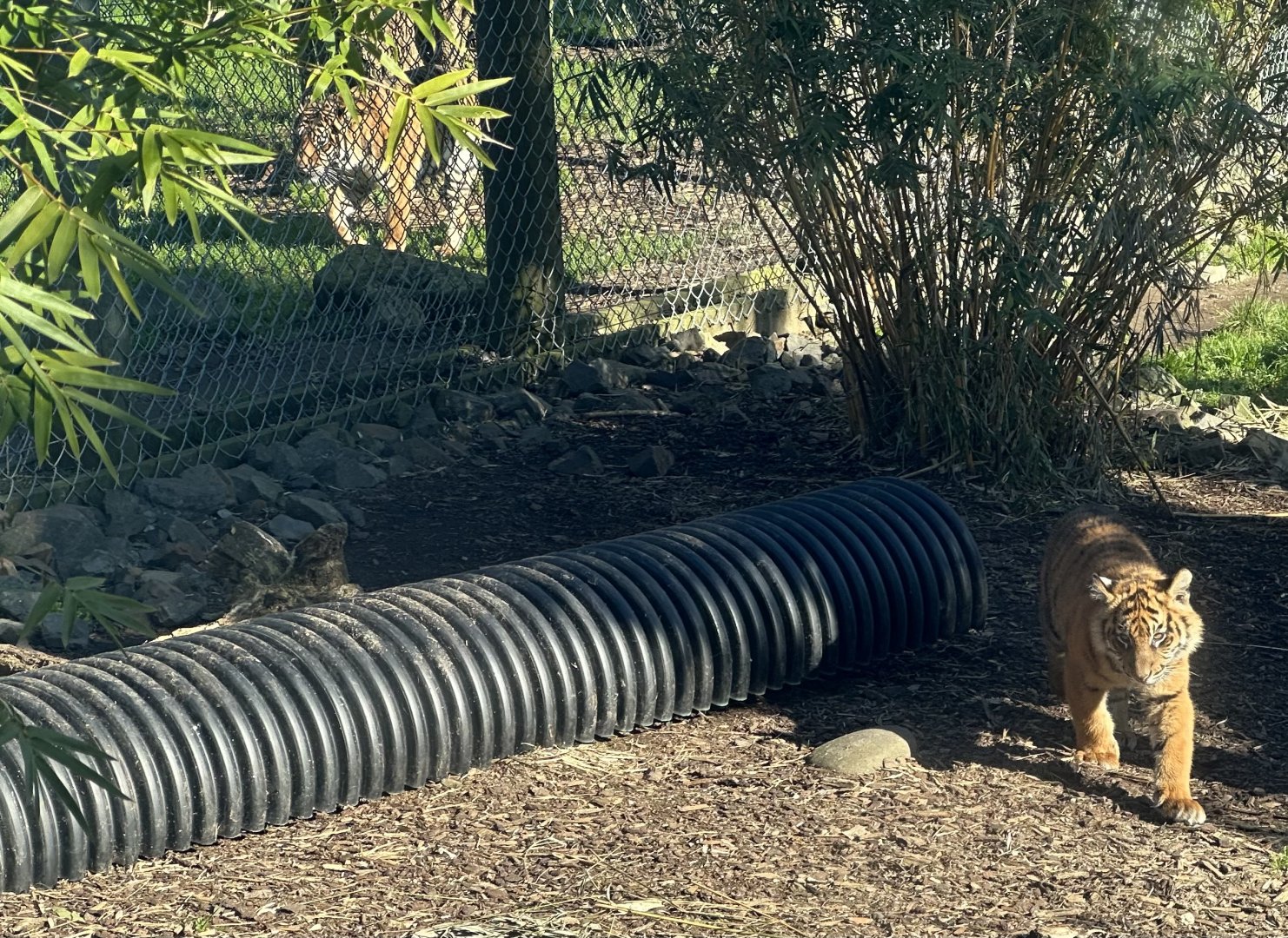 Grandmother/Grandaughter (Sumatran tigers)