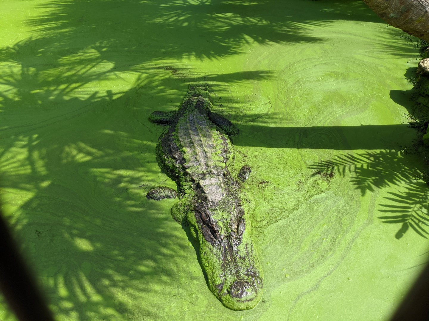 Grandpa the alligator