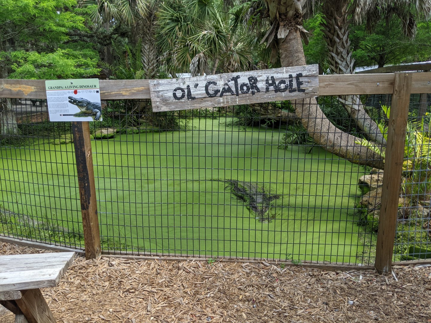 "Grandpa" the American Alligator