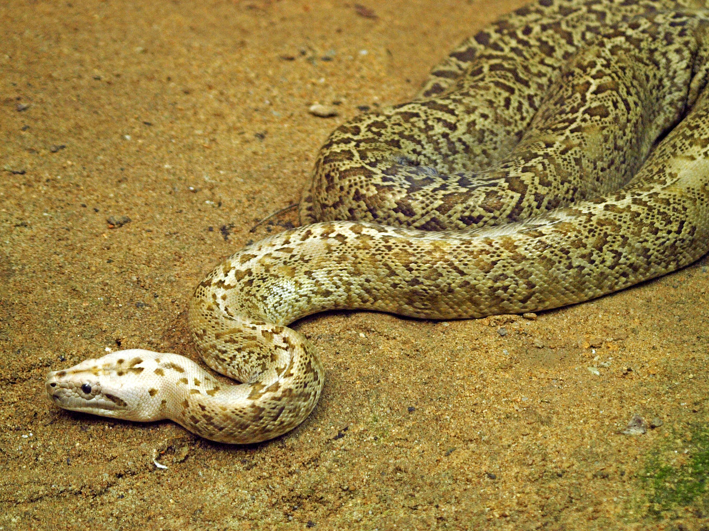Granite Burmese python