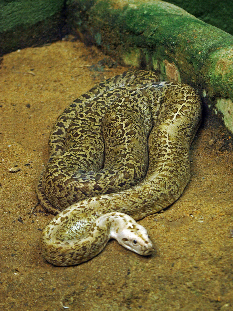 Granite Burmese python