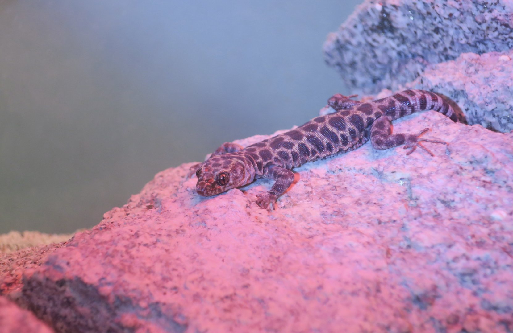 Granite Night Lizard (Xantusia henshawi)